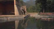 O elefante Kaavan - Divulgação/ YouTube/ BBC News