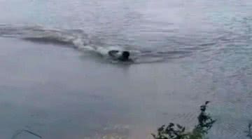 Vídeo de homem nadando no Lago do Amor, em Campo Grande, MS - Divulgação/Vídeo/g1