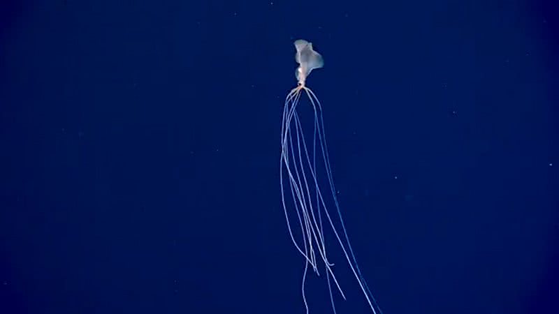 Gravação de uma lula bigfin, um dos animais mais longos do oceano - Divulgação / NOAA Ocean Exploration