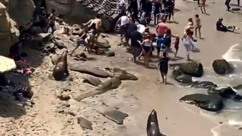 Momento que animais começam a perseguir banhistas na praia - Divulgação/Twitter/@MalikEarnest