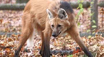 Imagem ilustrativa de um lobo-guará - Wikimedia Commons