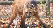 Imagem ilustrativa de um lobo-guará - Wikimedia Commons