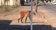 Lobo-guará em filmagem amadora - Divulgação / Twitter / Josenil Santos