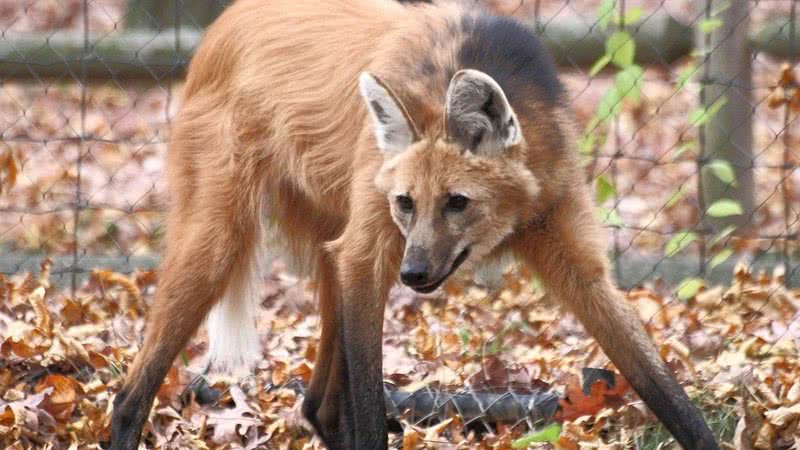 Lobo-guará estará estampado nas novas notas de 200 reais - Wikimedia Commons