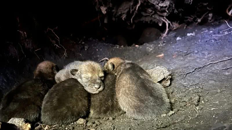 Ninhada de pequenos lobos-vermelhos - Reprodução / Red Wolf Recovery Program