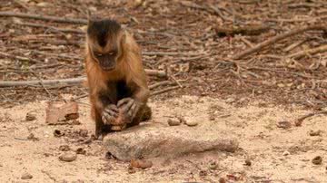 No Parque Nacional da Serra da Capivara, Piauí, macaco-prego utiliza uma pedra para quebrar castanhas - Divulgação/ParqueNacionaldaSerradaCapivara