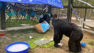 Bubbles em festa de aniversário - Divulgação / centerforgreatapes.org