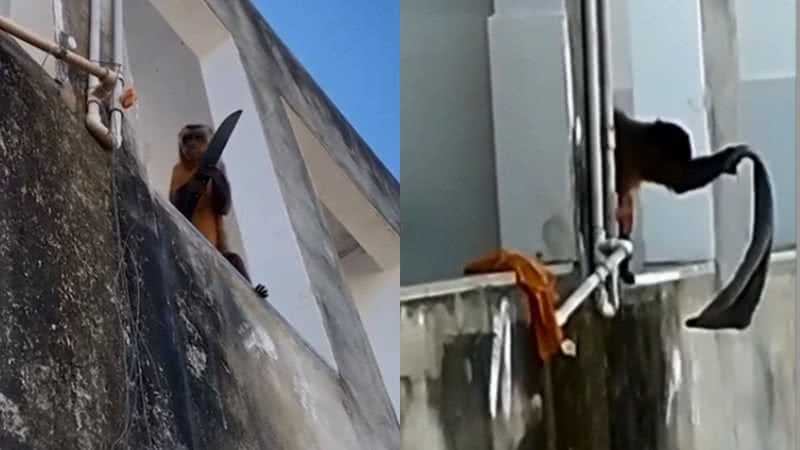 Macaco "amola faca" e "bate roupa" em janela - Divulgação / Redes sociais