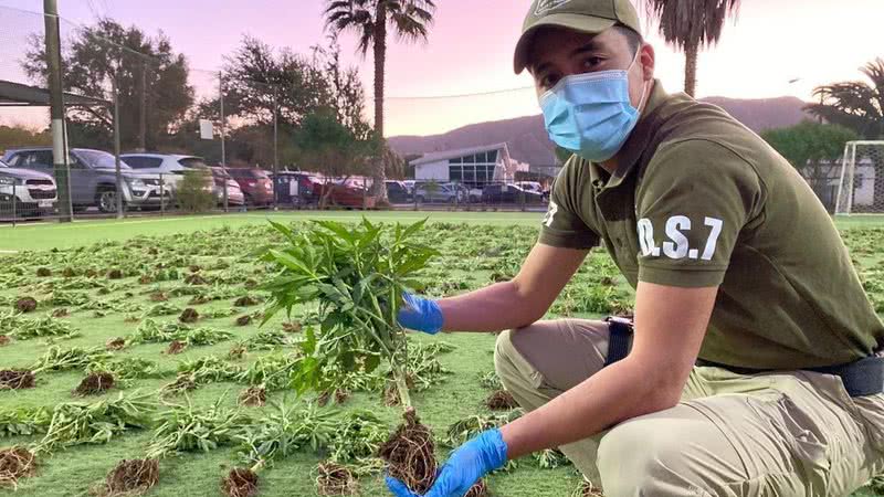 A plantação encontrada - Divulgação / Carabineros Región de Atacama