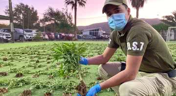 A plantação encontrada - Divulgação / Carabineros Región de Atacama