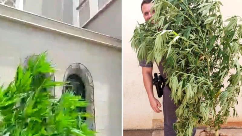 Imagem da plantação de maconha encontrada em Jaú - Divulgação/Arquivo pessoal