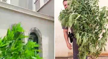 Imagem da plantação de maconha encontrada em Jaú - Divulgação/Arquivo pessoal