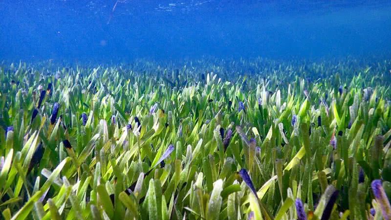 Prado de Posidonia australis, na Austrália - Divulgação/Rachel Austin/Universidade da Austrália Ocidental