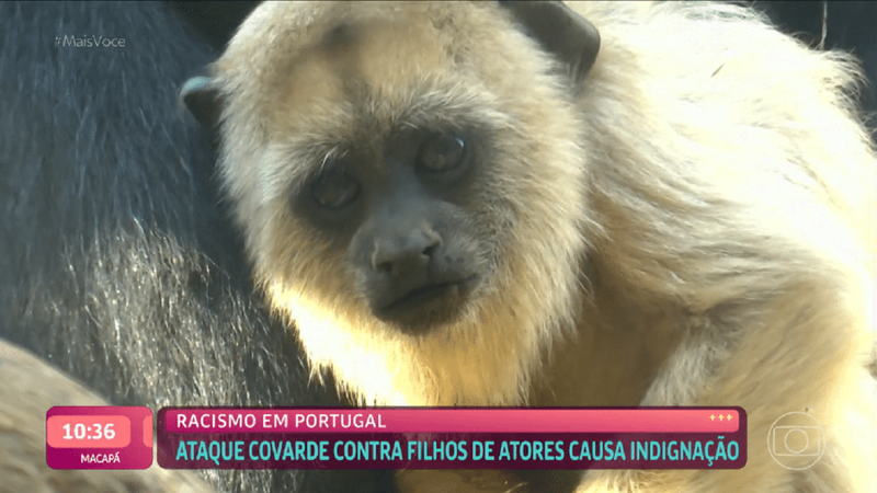 Macaco bugio foi exibido pela Globo em matéria sobre racismo - Divulgação/ Redes Sociais