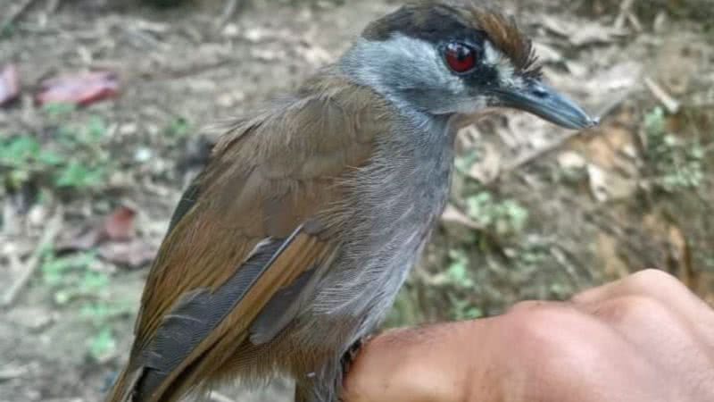 Pássaro antes considerado extinto - Divulgação/BirdingASIA