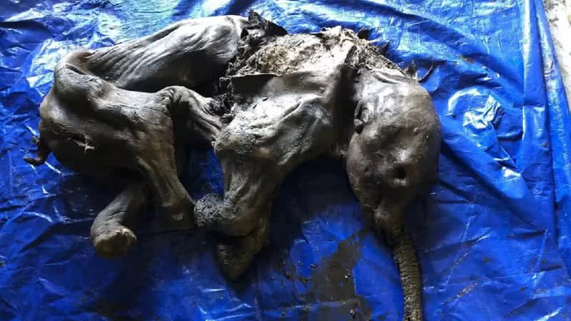 Mamute mumificado de 30 mil anos encontrado no Canadá - Divulgação/Twitter/@WaterSHEDLab