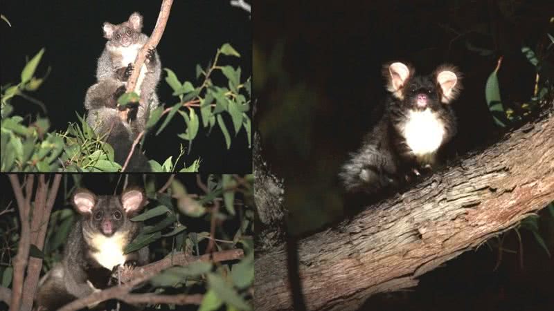 Montagem reúne fotos de par de marsupiais encontrado - Denise McGregor / Jasmine Vink