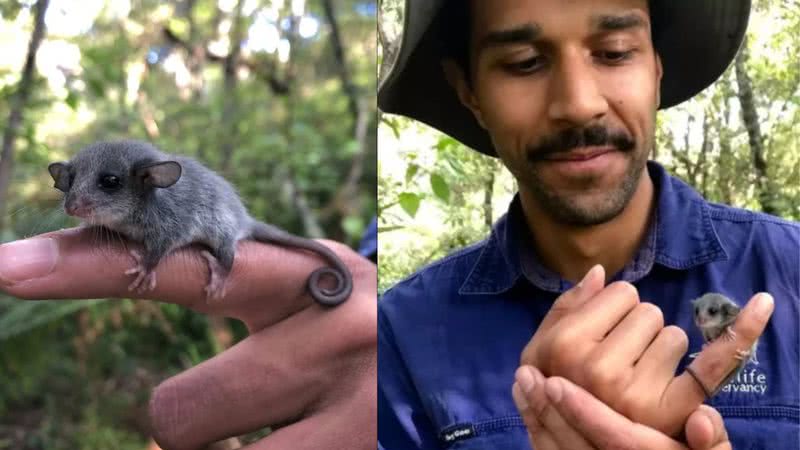 Fotografias do gambá - Divulgação/ Australian Wildlife Conservacy