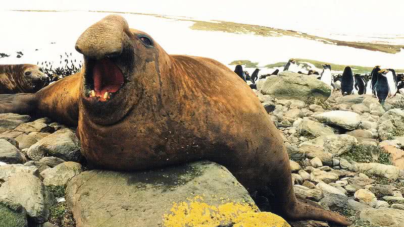 Um elefante-marinho-do-sul macho - B.navez via Wikimedia Commons