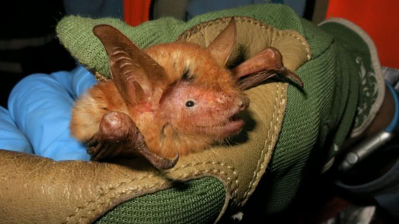 Nova espécie de morcego batizada de ‘Myotis nimbaensis' - Divulgação/ BAT CONSERVATION INTERNATIONAL