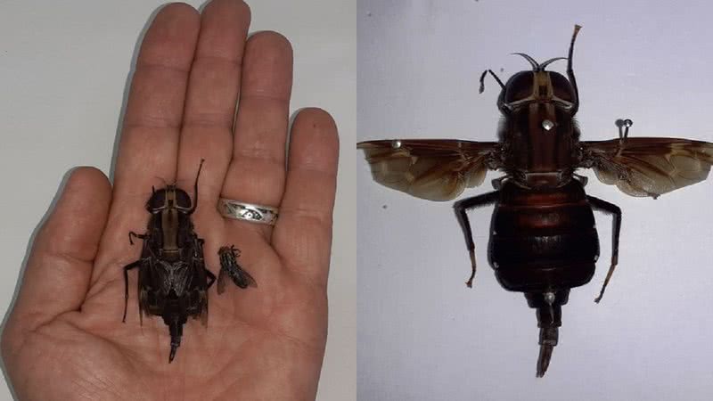 A mosca gigante encontrada no litoral de SP - Divulgação/Edris Queiroz