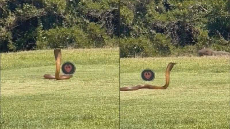 Trechos do vídeo mostrando a serpente no campo de golfe - Divulgação/ Redes Sociais