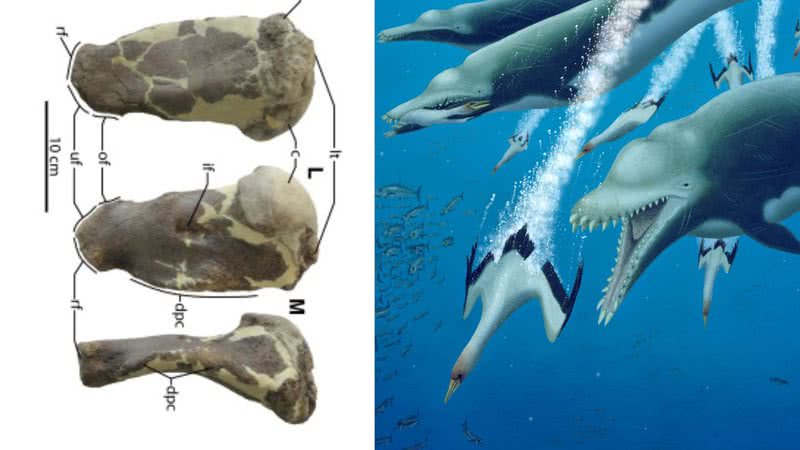 Montagem relaciona os ossos com reconstrução do animal atacando uma raia - Robert W. Boessenecker