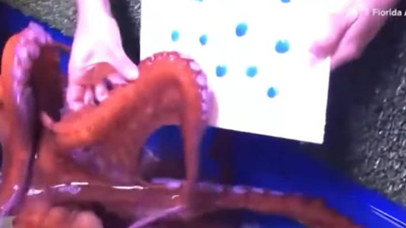 Imagem do octopus pintando em aquário na Flórida - Divulgação/Facebook/The Florida Aquarium