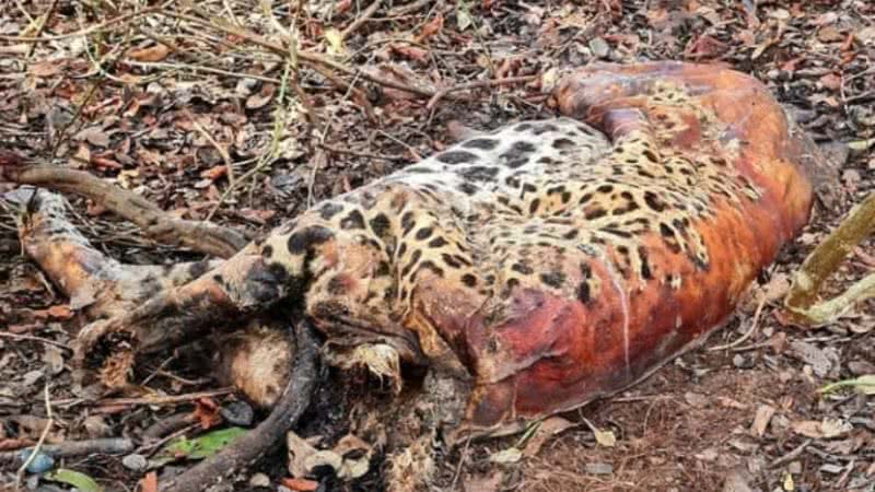 Fotografia de uma das onças encontradas no Pantanal - Divulgação/ SOS Pantanal