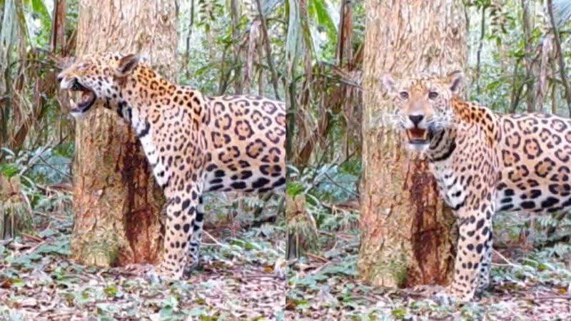 Imagens da onça encontrada no Paraná - Divulgação/ Projeto Onças do Iguaçu