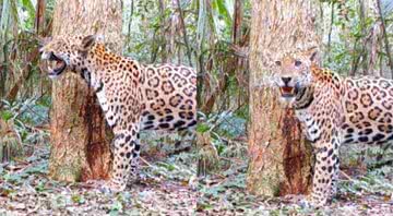 Imagens da onça encontrada no Paraná - Divulgação/ Projeto Onças do Iguaçu