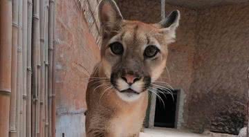 A onça Loki - Divulgação/Instagram/Zoobrasilia