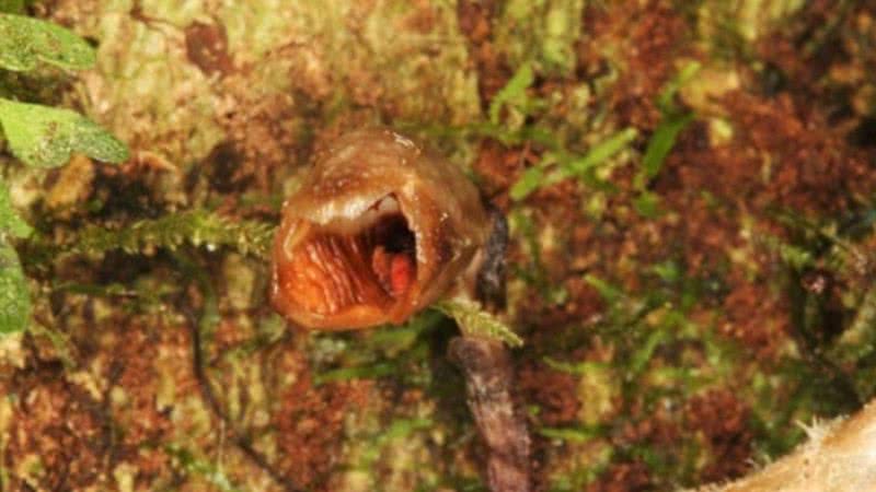 Imagem da Gastrodia agnicellus - Divulgação/Rick Burian