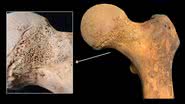 Imagens de osso analisado pelo estudo - Divulgação/ Gaia Giordano, Mirko Mattia, Michele Boracchi, et al
