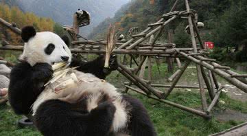 Imagem de um panda gigante, na China - Getty Images