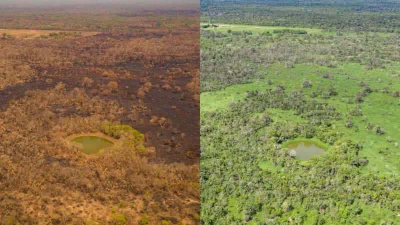 Antes e depois de região no Pantanal - Divulgação - Jeferson Prado/Sesc Pantanal