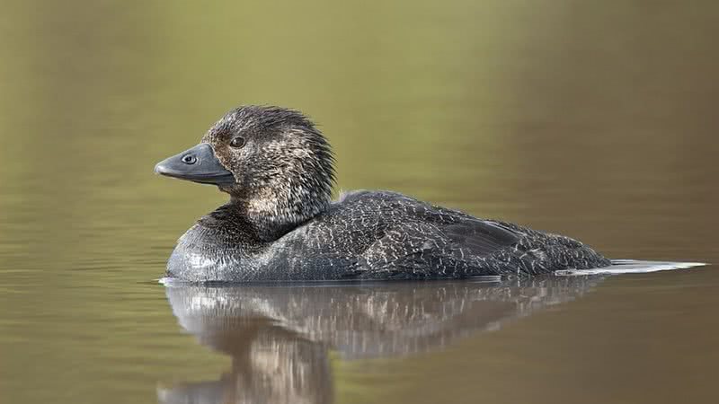 Patos almiscarado australiano - JJ Harrison via Wikimedia Commons