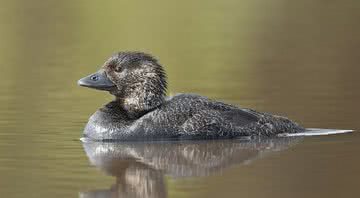 Patos almiscarado australiano - JJ Harrison via Wikimedia Commons