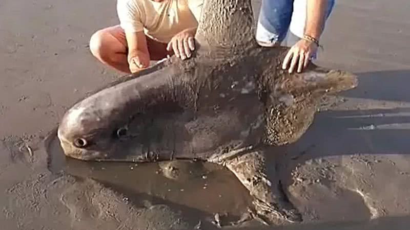 Visitantes da praia tiram foto com peixe-lua - Divulgação / TV Globo