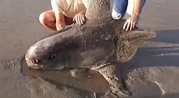 Visitantes da praia tiram foto com peixe-lua - Divulgação / TV Globo