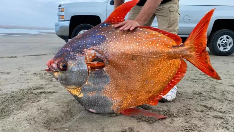 Fotografia do raro peixe após resgate - Divulgação / Aquário de Seaside