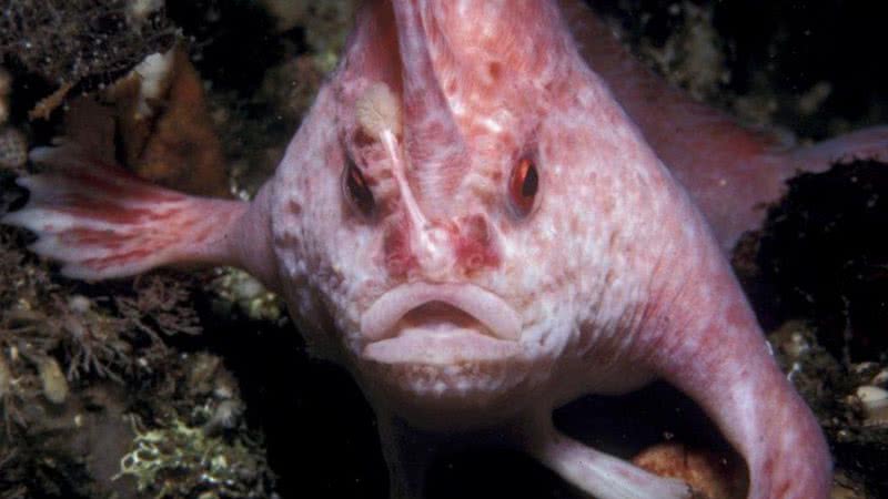 Imagem de arquivo do peixe-mão-de-rosa - Divulgação/Karen Gowlett-Holmes/Tasmania University