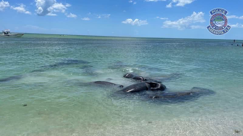 Fotografia de acasalamento de peixes-boi - Divulgação/ Sarasota Police Department