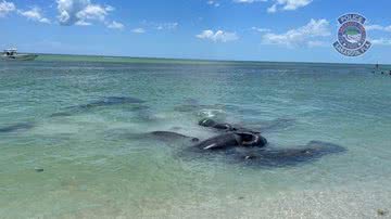 Fotografia de acasalamento de peixes-boi - Divulgação/ Sarasota Police Department