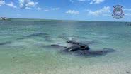 Fotografia de acasalamento de peixes-boi - Divulgação/ Sarasota Police Department