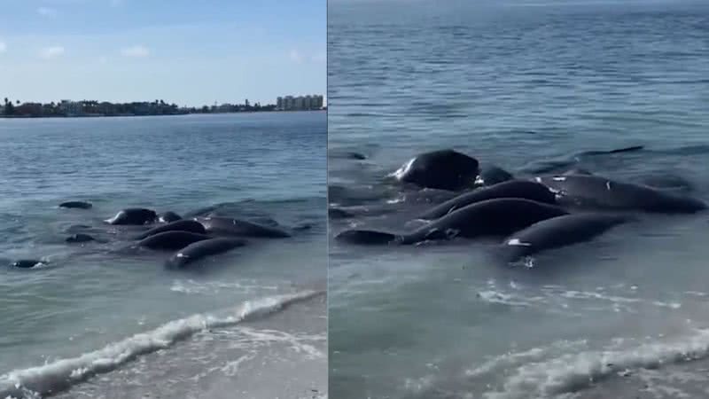 Trechos de gravação mostrando peixes-boi - Divulgação/ Redes Sociais/ Pinella County Sheriff’s Office