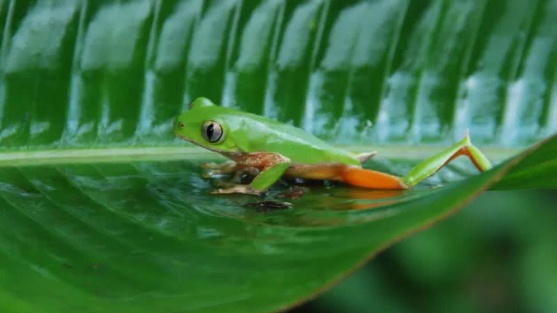 Fotografia da perereca da espécie Phrynomedusa appendiculata - Ana Claudia Rocha Braga/Arquivo pessoal