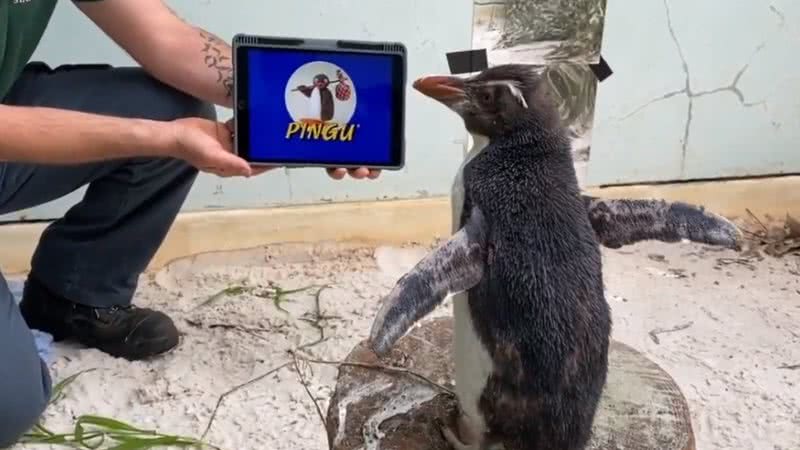 O pequeno Pierre assistindo ao desenho Pingu - Divulgação/Youtube