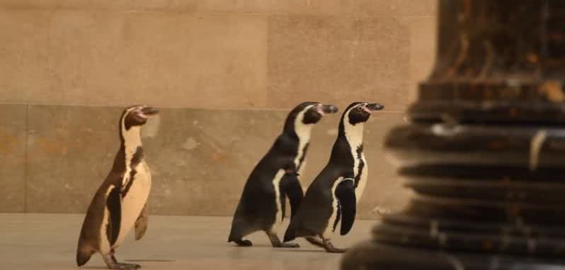 Pinguins visitando o museu no Kansas, Estados Unidos - Divulgação/Museu de Arte Nelson Atkins