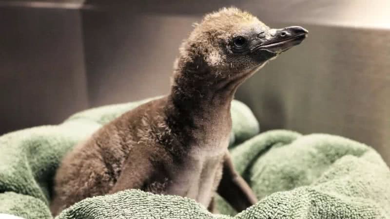 O filhote de pinguim que nasceu recentemente no zoológico - Divulgação/Zoológico Rosamond Gifford